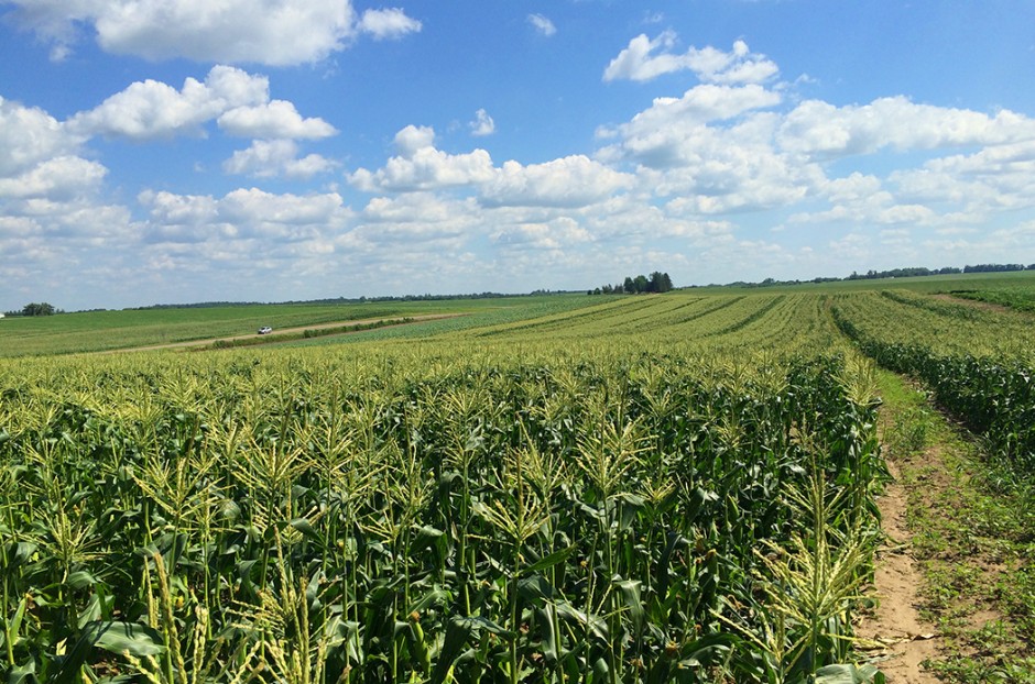 The Josephson's grow 5 sweet corn varieties in their fields just outside Cannon Falls. 