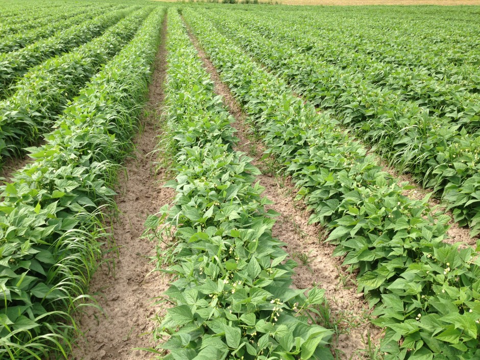The long rows of green beans in Sno Pac's fields near Caledonia, MN